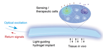Image: Light passing through an optical fiber (left) can either carry in a signal that stimulates the activity of cells embedded in the hydrogel implant or bring back a signal generated by cells responding to something in their environment (Photo courtesy of the Harvard Bio-Optics Lab/Wellman Center for Photomedicine, Massachusetts General Hospital).